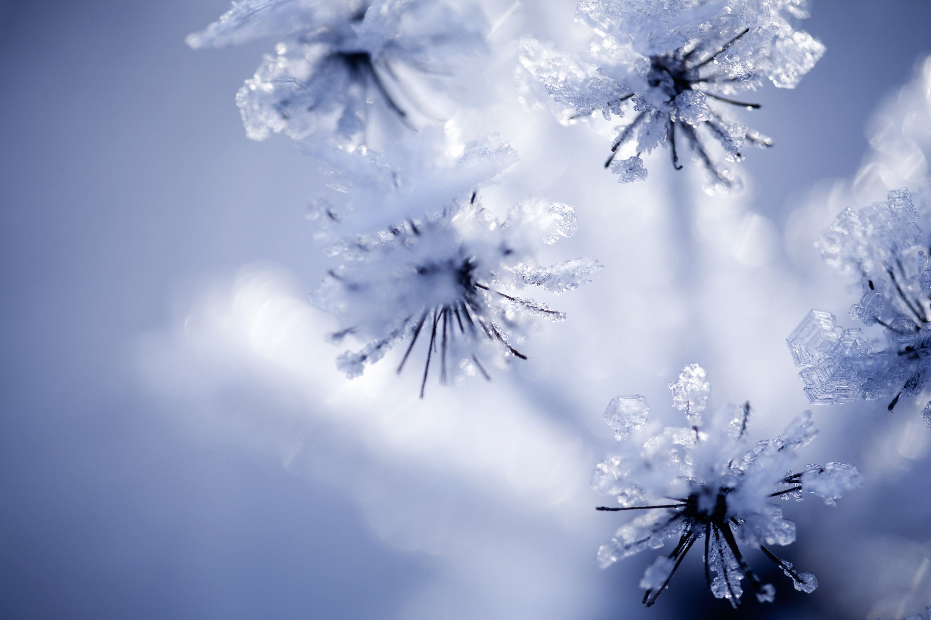 Ebern Designs Detail of Frozen Flower by Molka - Wrapped Canvas ...